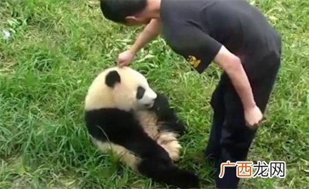 ?大熊猫干架你打你的我吃我的 大熊猫打架为何都这么可爱？