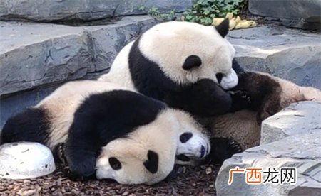 ?大熊猫干架你打你的我吃我的 大熊猫打架为何都这么可爱？
