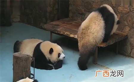 ?大熊猫干架你打你的我吃我的 大熊猫打架为何都这么可爱？