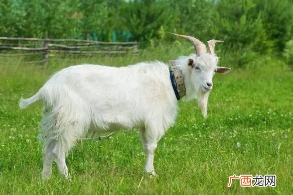 明天5月5日将喜迎好运 逢财必暴富的生肖