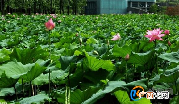 无BGM沉浸式感受夏天氛围