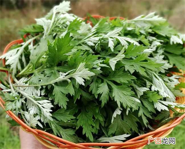 艾草怎么保存才新鲜新鲜的艾叶可以保存的方式 新鲜艾叶怎么保存最好
