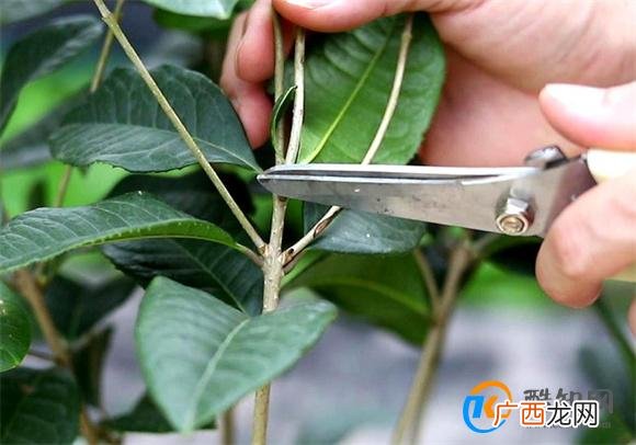 桂花修剪花枝的技巧
