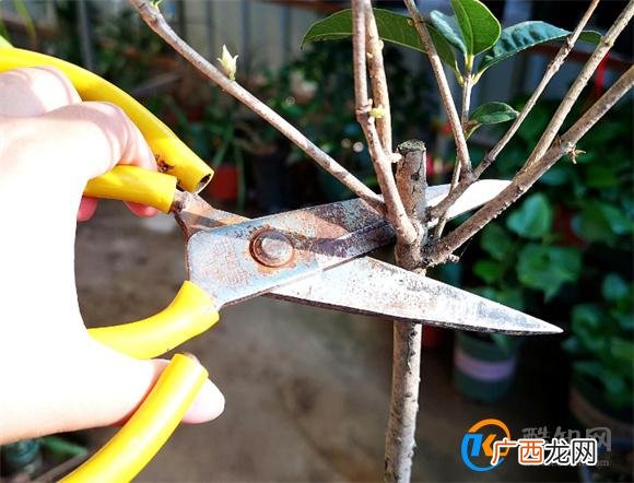 桂花修剪花枝的技巧