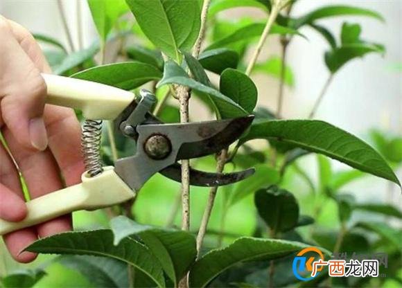 桂花修剪花枝的技巧