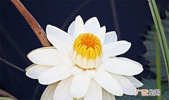 长命百岁的4大生肖，越老存款越多，晚年长寿又多福！