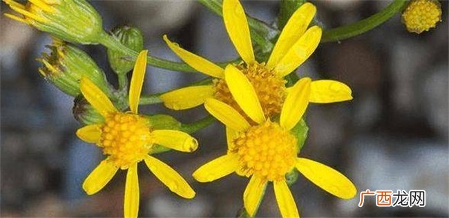 6月，旧爱难离，3星座重温旧梦，旧情再续