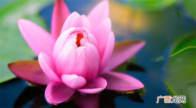 未来4天,四大生肖吉星庇佑,事业上升,重回旧爱