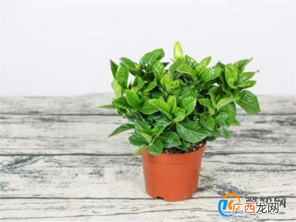 栀子花树叶子黄了怎么办