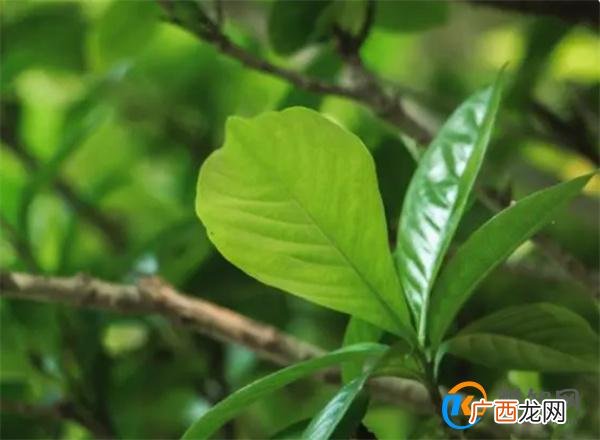 栀子花树叶子黄了怎么办