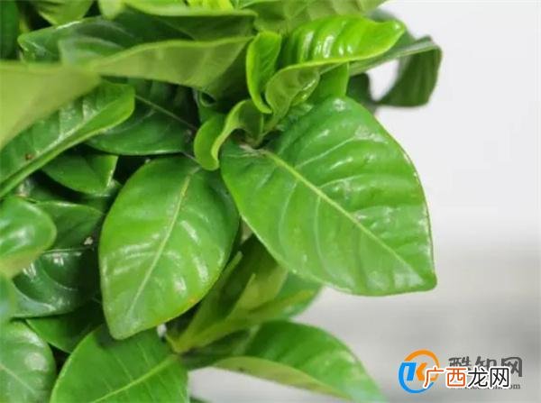 栀子花树叶子黄了怎么办