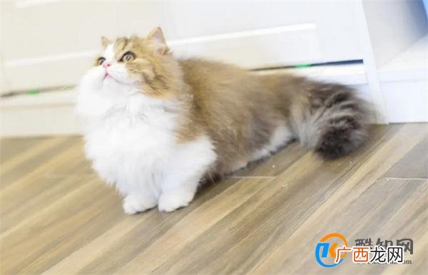养拿破仑猫的禁忌