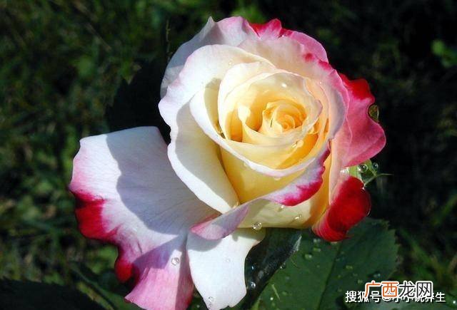 “人缘超好”的4大生肖，性格太过随和，不懂得拒绝他人
