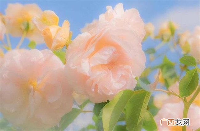 内心独立，有教养的星座，不喜欢麻烦别人，不接受别人的同情