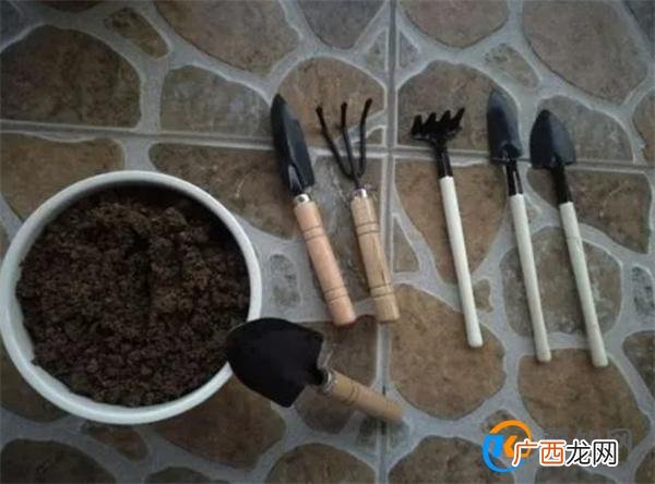 铁树换盆时间和方法