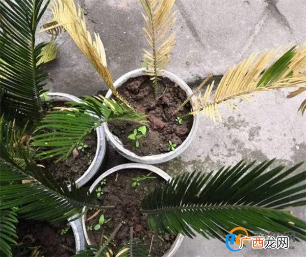 铁树换盆时间和方法