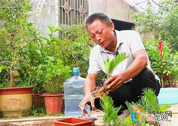 铁树换盆时间和方法