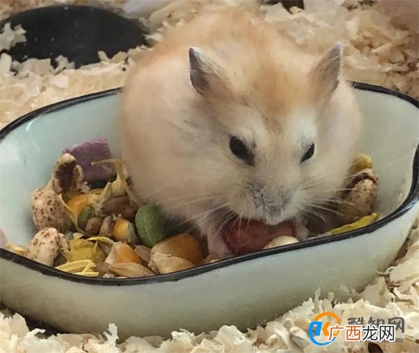 新手适合养什么动物