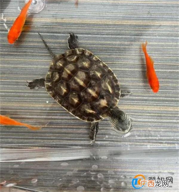新手适合养什么动物