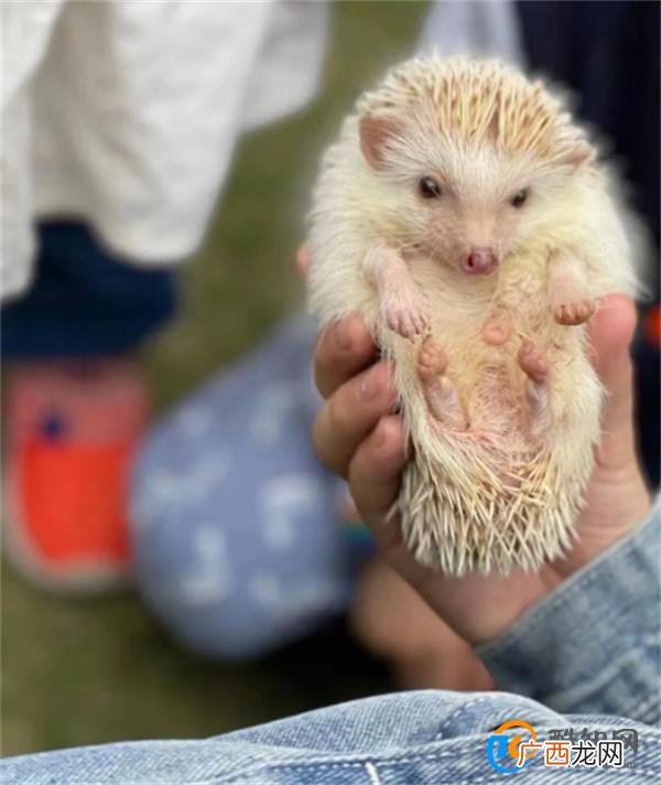 新手适合养什么动物