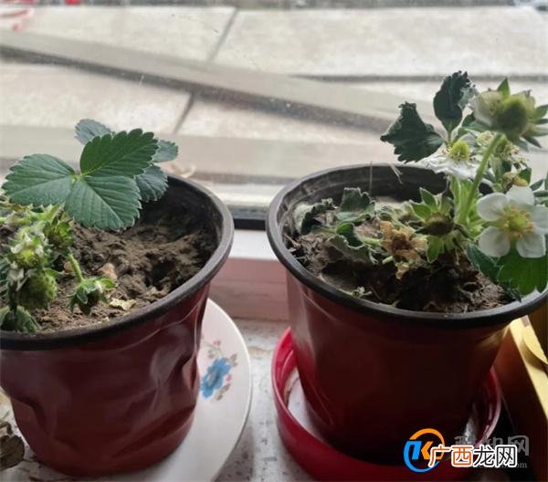 盆栽草莓浇水的正确方法
