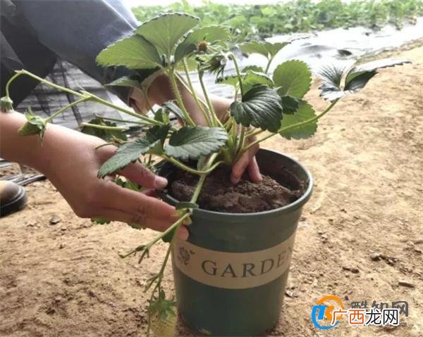 盆栽草莓浇水的正确方法