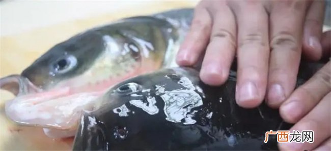 爱吃剁椒鱼头的一定要收藏，教你剁椒鱼头的正宗做法，好吃极了