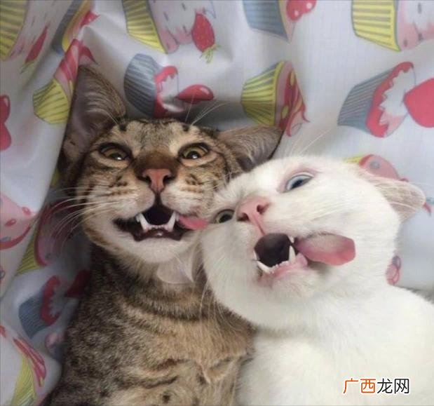 猫咪绝育最佳时间是什么时候? 公猫什么时候绝育最好