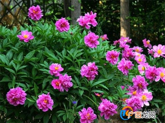 芍药种农村庭院的风水禁忌
