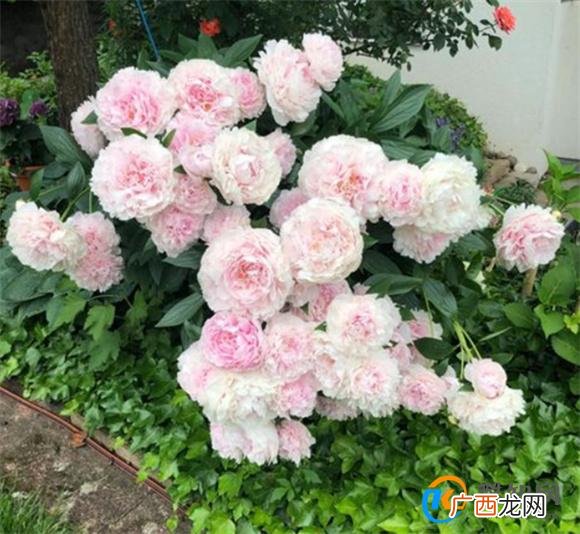 芍药种农村庭院的风水禁忌