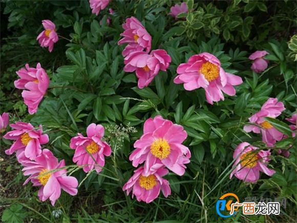 芍药种农村庭院的风水禁忌