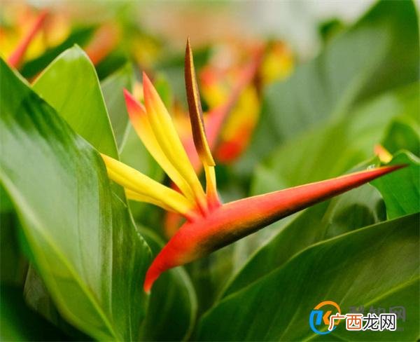 天堂鸟繁殖方法和养殖方法