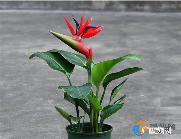 天堂鸟繁殖方法和养殖方法