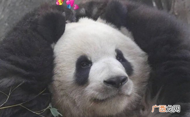 萌宠：萌兰小时候差点没把亲妈啃掉色 萌兰有多爱母亲？