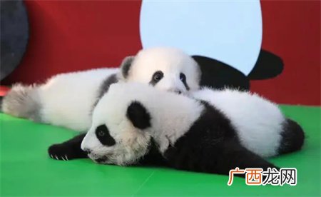 归国大熊猫桃浜正式与游客见面 多么值得庆贺？