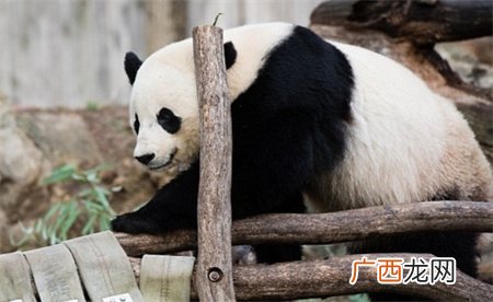 归国大熊猫桃浜正式与游客见面 多么值得庆贺？