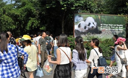 归国大熊猫桃浜正式与游客见面 多么值得庆贺？