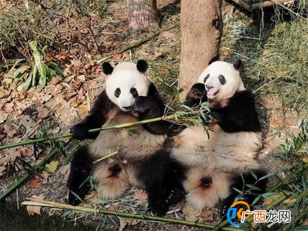 金丝猴大熊猫都是妈宝 金丝猴和大熊猫都是国宝_酷知科普