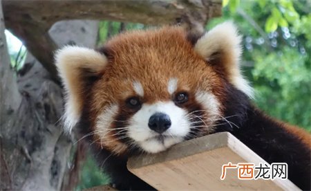 警方破获大案解救63只小熊猫 嫌疑人应该受到怎样的处罚?