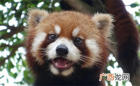 警方破获大案解救63只小熊猫 嫌疑人应该受到怎样的处罚?