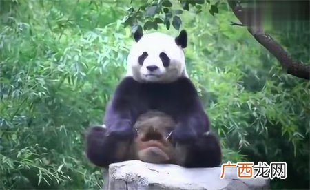 熊猫树上冥想打坐走红 背后的深意如何？