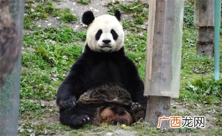 熊猫树上冥想打坐走红 背后的深意如何？