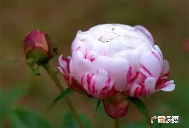 芍药这么美为啥还被称为鬼花 芍药为什么叫鬼花