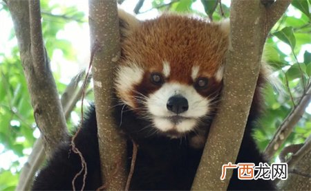 ?23只小熊猫之死 为何会陆续出现死亡的情况？