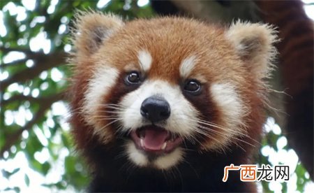 ?23只小熊猫之死 为何会陆续出现死亡的情况？