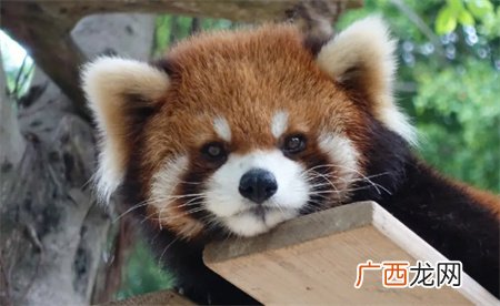 ?23只小熊猫之死 为何会陆续出现死亡的情况？