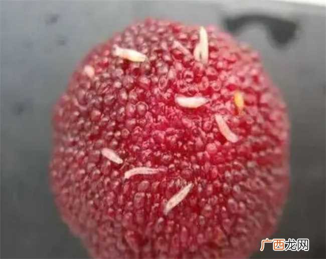 杨梅里为什么会有白色虫子 杨梅里的虫子吃了会有寄生虫吗