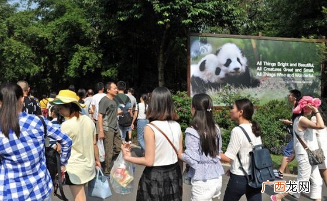 萌宠：归国大熊猫桃浜正式与游客见面 多么值得庆贺？