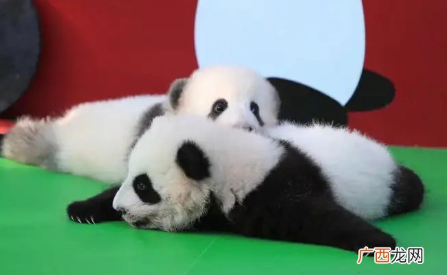 萌宠：归国大熊猫桃浜正式与游客见面 多么值得庆贺？