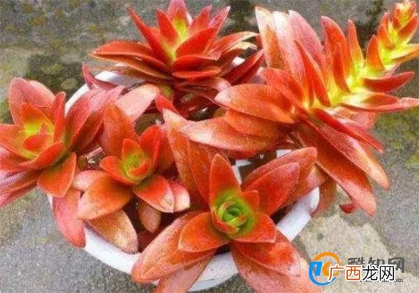 怎么把蔫了的多肉救活